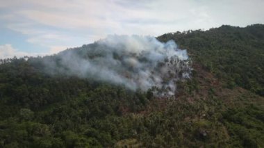 Tropikal yağmur ormanlarındaki yangınların doğa üzerindeki yıkıcı etkisi ekosistemleri ve vahşi yaşamı yok ediyor. Tropikal orman yangınının çevresel tahribatı tropikal ormanı yakıp kül etti