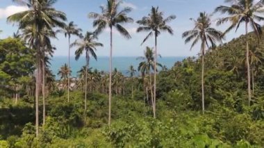 Tropikal ormandaki yeşil palmiye ağaçları engin okyanus adasında doğa ılık sıcaklıkları kapsar. Okyanus adasındaki tropikal bitkilerde yeşil palmiyeleri olan bir ada.