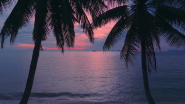 Sinematik çekim güzel pembe mavi gün batımı Denizde akşam üstü. Kamera palmiye ağaçlarının arasından geçiyor, plajda tropik günbatımı. Egzotik gün batımı, İHA atışı.