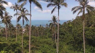Adada palmiye ağaçları olan Tayland tropikal ormanları. Tropikal doğa, zengin yeşil palmiyeler. Adanın görkemli tropikal doğasında Asya tropikal orman palmiyeleri palmiye yemyeşil.