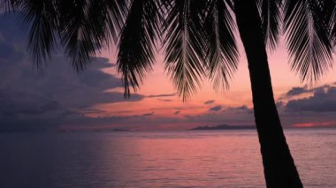 Tayland sahilinde harika bir gün batımı. Sakin deniz ve günbatımı gökyüzüne karşı büyük bir palmiye ağacının silueti. Vahşi bir sahilde inanılmaz pembe bir gün batımı. Statik çekim.