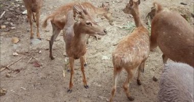 Sevimli sürü genç geyik yetişkin hayvanlarla birlikte parkta yürüyor. Şirin hayvanlar, tüm park ziyaretçilerini eğlence ve güvenleriyle eğlendirirler. Benekli hayvanlar kaygısız eğlence ortamı yaratır.