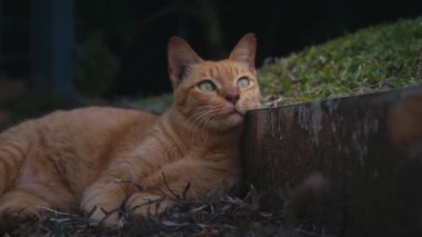 Güzel bir kızıl kedi dışarıda yerde yatar ve uzaklara bakar..