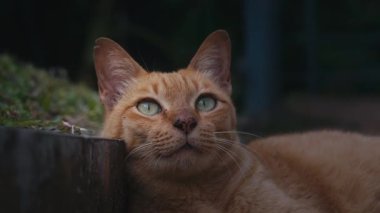 Kızıl kedi yaz günü dışarıda dinleniyor. Yüksek kalite 4k görüntü