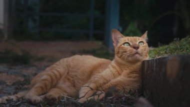 Kızıl kedi dışarıda dinleniyor. Komik kızıl kedi yerde yatıyor ve neşeli duygular göstererek eşiğe vuruyor.