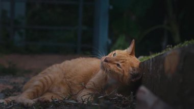 Oyuncu kızıl kedi dışarıda yerde yatıyor ve olumlu duygular göstererek eşiğe sürtünüyor. Yazın bahçede dinlenen neşeli kedi..
