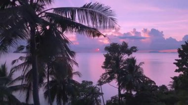Güzel pembe günbatımını gösteren sakin bir denizin palmiye ağaçlarının arasından çekilmiş sinematik görüntüsü. İnanılmaz tropikal cennet ve dinginlik kavramı. Palmiye ağaçlarının silueti denizin üzerinde canlı pembe bir günbatımına karşı.