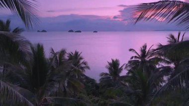 Tropikal okyanusun üzerinde pembe günbatımı palmiye ağaçları ve renkli gökyüzünü yansıtan sakin dalgalar, fantezi gibi bir manzara. Romantik rüya cenneti kavramı. Palmiye ağaçlarının arasından uçarken çekilen sinematik görüntü.