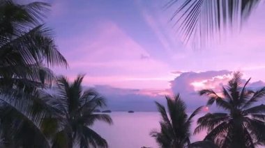 Tropik bir plajda palmiye ağaçlarıyla güzel bir pembe gün batımı. Sahilde güzel pembe gün batımını gösteren palmiye ağaçlarının arasından denize doğru uçan sinematik bir görüntü. Denizde tropik gün batımı.