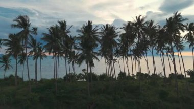 Bulutlarla dolu bir akşam gökyüzünün arka planına karşı vahşi bir plajda soldan sinemalı palmiye ağaçlarının siluetleri. Vahşi bir sahilde alacakaranlıkta palmiye ağaçlarının siluetleri