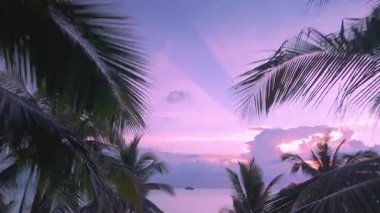 Vibrant Pembe Günbatımının dinamik sinematik görüntüsü Tropik Sahilde. Sakin denizin üzerinde canlı pembe bir günbatımına karşı siluetli palmiye ağaçları ile şaşırtıcı tropikal cennet ve dinginlik kavramı