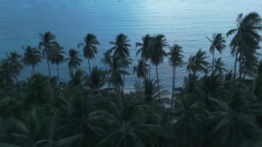 Avuç içi kaplı sahilde gün batımı sisi. Akşam rüzgarında sallanan gür palmiye ağaçları tropikal plajda sakin ve huzurlu bir manzara yaratır. Alacakaranlıkta, kıyı şeridi boyunca havadan çekilen görüntüler..