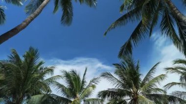 Yeşil palmiye ağaçları, berrak mavi gökyüzüne karşı hafif bir tropikal esintiyle sallanırken bazı beyaz bulutlar, huzurlu ve cennet gibi bir ada manzarası yaratıyor. Avuçlar mükemmel piknik noktasının üzerinde sallanıyor