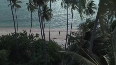 Huzurlu sahneleri çerçeveleyen palmiye ağaçları, alacakaranlıkta tropikal sahildeki adamı çevreleyen okyanus dalgalarının ve görsel alacakaranlık gökyüzünün dingin güzelliğini yakalıyor. Hindistan cevizi ağaçları, gündoğumu gölgeleri döküyor