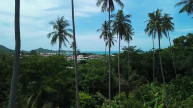 Orman vadisindeki tropik palmiyeler. Bereketli yeşil bitki örtüsü ve okyanusa tepeden bakan tropikal adada yetişen uzun palmiye ağaçları, tatil köyü ve güneşli bir günde, mavi gökyüzü, beyaz bulutlar...