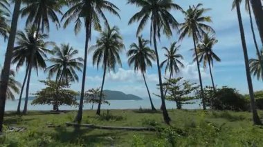 Gökyüzünün altında, okyanus kıyısında bir palmiye bahçesi. Arka planda okyanus ve ada önünde büyüyen palmiye ağaçları olan güzel tropikal plaj huzur ve cennet manzarası yaratıyor. Parlak deniz, dağınık palmiyeler
