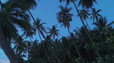 Alacakaranlıkta ortaya çıkan sakin tropikal manzara, akşam esintisinde yavaşça sallanan uzun hindistan cevizi palmiyeleri, doğal güzelliklerle dolu sakin ve egzotik bir atmosfer yaratıyor. Uzun avuçlar siluetlendi