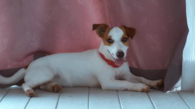 Jack Russell Terrier köpeği parlak kırmızı yakalı, perdenin yanında rahatça dinleniyor, neşe ve rahatlama hissi yayarak mutlu bir şekilde nefes alıyor. Köpek Hayatı Jack Russell Teriyeri