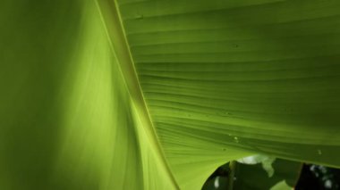 Güneş ışığı canlı yeşil muz yaprağını aydınlatır, paralel damarlarını ve yüzeye yapışan küçük su damlacıklarını vurgular, büyüleyici doğal desenler yaratır. Arka plan yeşil ormandır.