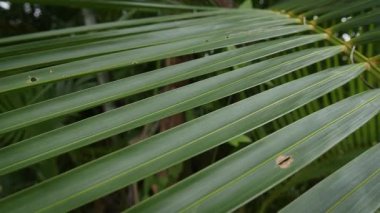 Güneş ışığı, üst üste binen palmiye yapraklarının arasından süzülerek alternatif ışık ve gölgelerin büyüleyici doğal desenlerini yaratarak tropikal floranın karmaşık güzelliklerini gözler önüne seriyor. Tropiklerde palmiye yaprağı