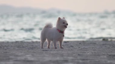 Küçük beyaz Pomeranya köpeği kumlu sahilde duruyor, arka planda süzülen yumuşak okyanus dalgalarının tadını çıkarırken günbatımının ılık atmosferinin tadını çıkarıyor. Köpek denizde, evcil hayvan tatilde.