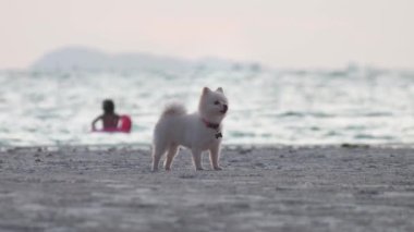 Tatil sırasında sahilde bir köpek. Küçük beyaz Pomeranya köpeği kumlu sahilde dikilirken kırmızı yakalı ve kemik şekilli etiketli, çocuk ise arka planda pembe şişirilebilir halkayla okyanusta oynarken