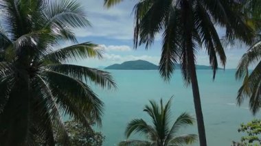 Sakin mavi suyun üzerinde yeşil palmiyeler. Bereketli palmiye ağaçları. Tropikal adanın nefes kesici manzarası. Turkuaz okyanus boyunca uzanıyor, dingin ve huzurlu bir cennet yaratıyor.