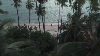 Parlak palmiye ağaçlarıyla çevrili el değmemiş sahilde duran adamın hava görüntüsü, sakin okyanusun üzerinde güneş batarken sakin atmosferin tadını çıkarıyor. Kıyıdaki palmiye ağaçlarının üzerinde yumuşak bir ışık