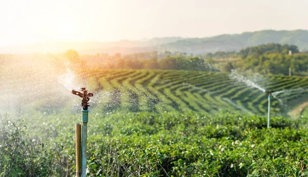 working organic farm and green tea plantation sprinkler system. leafy green tea that is new. Sunrise over green tea plantations in the morning. Freshness organic tea garden as background for wallpaper
