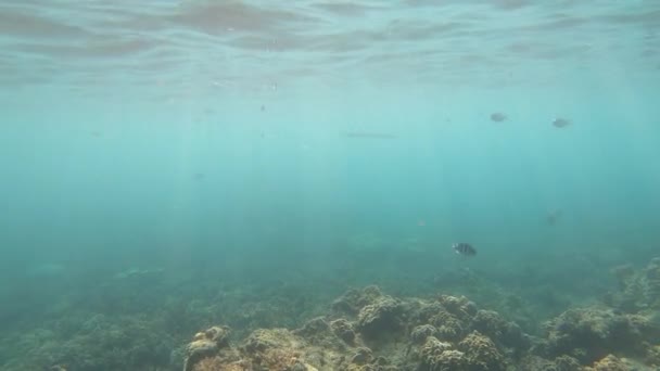 珊瑚花园海洋生物 海底热带多彩的软硬珊瑚海景 海底鱼类礁海洋 热带多彩的水下海景 — 图库视频影像
