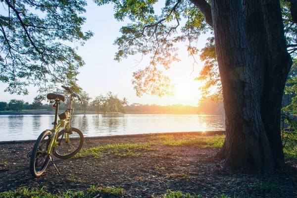 Rower Zaparkowany Pod Drzewem Pochyłym Trawniku Zieloną Żółtą Roślinnością Spokojną — Zdjęcie stockowe
