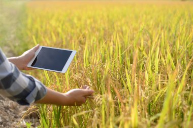 Akıllı çiftlik. Tarlada bir çiftçi tablet kullanıyor. Tarım, bahçıvanlık ya da ekolojiyle ilgili kavramlar. Hasat. tarım endüstrisi.