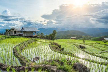 Tayland 'ın Pa Bong Piang Rice Terasları Mae Chaem, Chiang Mai' de bulunmaktadır. Muhteşem bir dağda pirinç terasları. Toplum bir vadide yatıyor..