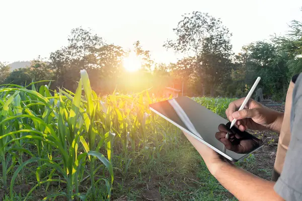 Young farmer using a tablet to monitor the harvest\'s progress at the green cornfield at dusk. A worker monitors opportunities for advancement,Concept of agriculture.