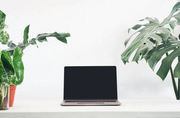 A clean home office setup featuring a laptop and lush indoor plants on a white desk against a white wall