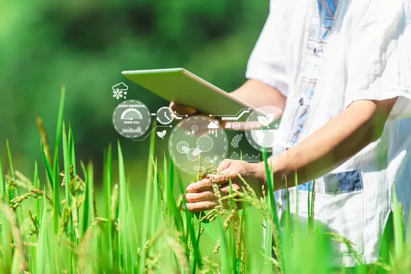 Bir kişi pirinç tarlasında dijital tablet kullanır, sürdürülebilir tarım ve mahsul izleme için akıllı tarım teknolojisi uygular.