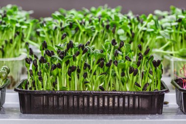 Plastik tepsilerdeki mikroyeşillik. Mikroyeşiller sağlıklı ve taze filizlenir. Kenevir Biyoçözünürlüğündeki mikroyeşiller evde tohum filizlenir. Vegan ve sağlıklı gıda konsepti.