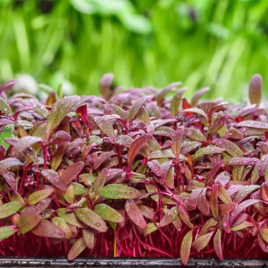 Plastik tepsilerdeki mikroyeşillik. Mikroyeşiller sağlıklı ve taze filizlenir. Kenevir Biyoçözünürlüğündeki mikroyeşiller evde tohum filizlenir. Vegan ve sağlıklı gıda konsepti.