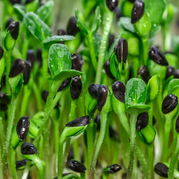 stock image The microgreen in plastic trays.microgreens sprouts - healthy and fresh food.Sprouting Microgreens on the Hemp Biodegradable Mats.Germination of seeds at home. Vegan and healthy food concept.