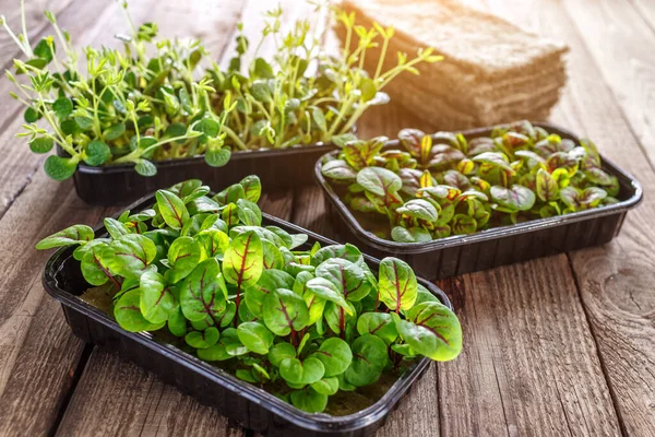 stock image The microgreen in plastic trays.Mixed Microgreens in trays on wooden background.Sprouting Microgreens on the Hemp Biodegradable Mats.Germination of seeds at home. Vegan and healthy food concept.