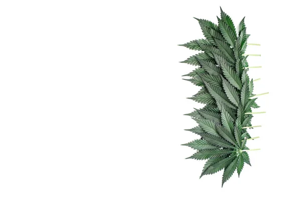 Feuilles Cannabis Vert Isolées Sur Fond Blanc Cannabis Est Une — Photo