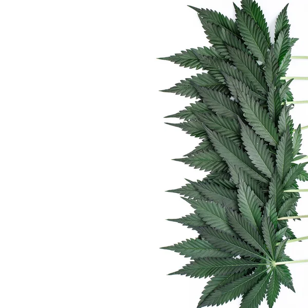 Gröna Cannabisblad Isolerade Vit Bakgrund Cannabis Ett Dödläge Mellan Drog — Stockfoto