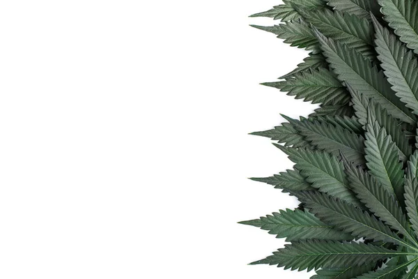 Gröna Cannabisblad Isolerade Vit Bakgrund Cannabis Ett Dödläge Mellan Drog — Stockfoto