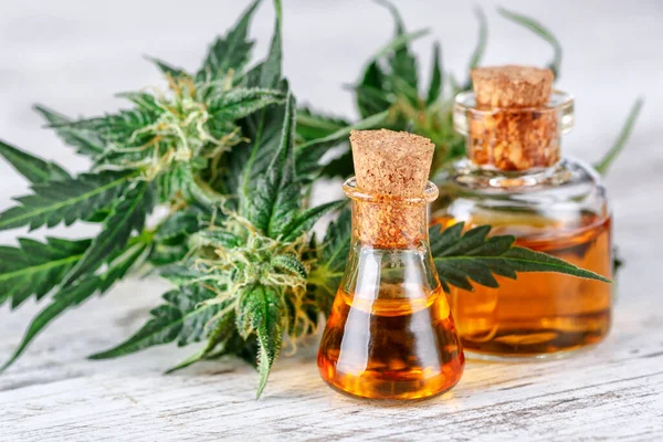 Folhas Verdes Cannabis Medicinal Com Óleo Extraído Buds Flor Maconha — Fotografia de Stock
