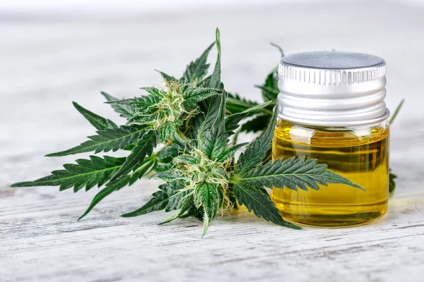 Folhas Verdes Cannabis Medicinal Com Óleo Extraído Buds Flor Maconha — Fotografia de Stock
