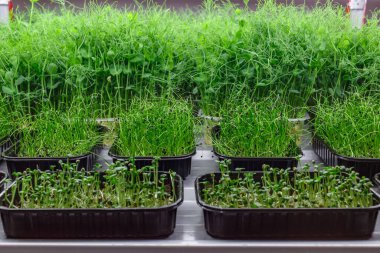 Kentsel mikroyeşil çiftlik. Plastik tepsilerde mikroyeşil. Bebek yaprakları, filtolamplar. Hemp Biyoçözünür Mats.Tohumlar üzerinde mikroçerezler..