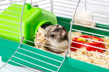 Cüce gri hamster. Küçük ev. Sevimli bebek hamster, önde duruyor. Hamster yemek yiyor.