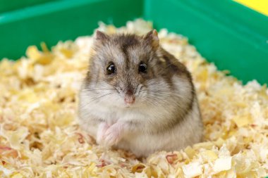 Cüce gri hamster. Küçük ev. Sevimli bebek hamster, önde duruyor. Hamster yemek yiyor.