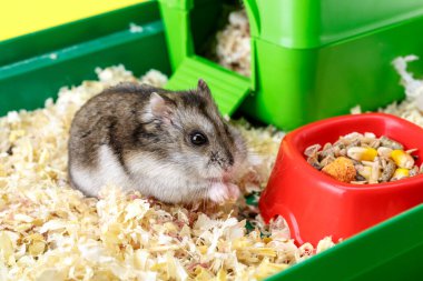Cüce gri hamster. Küçük ev. Sevimli bebek hamster, önde duruyor. Hamster yemek yiyor.