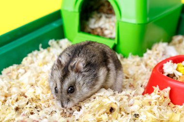 Cüce gri hamster. Küçük ev. Sevimli bebek hamster, önde duruyor. Hamster yemek yiyor.